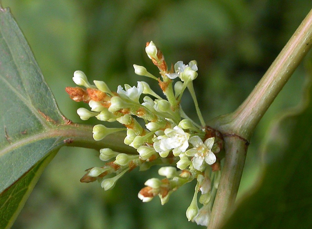 Image of Reynoutria × bohemica specimen.