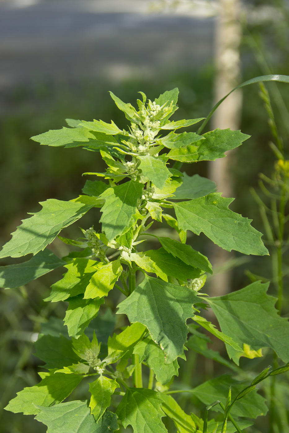 Изображение особи Chenopodium album.