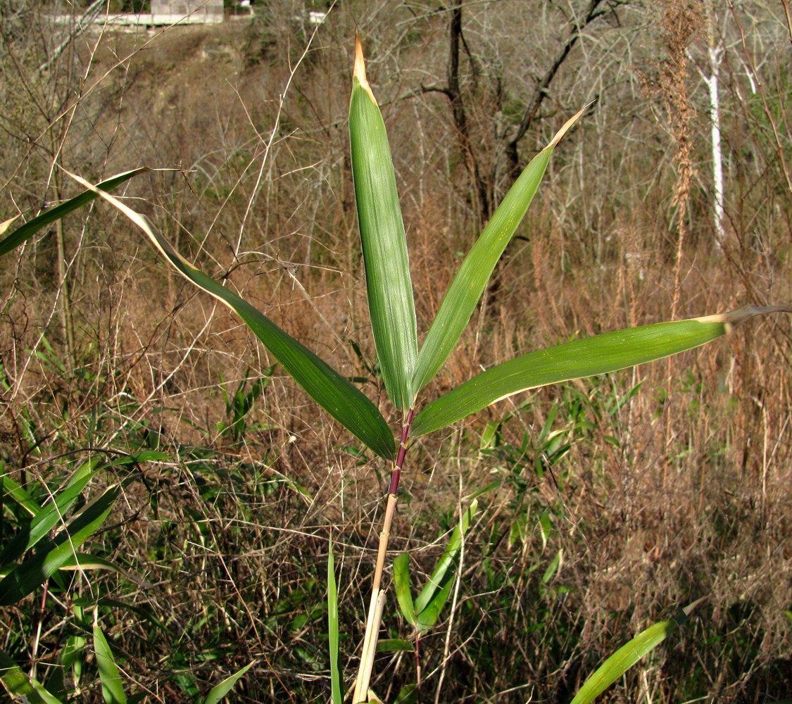Изображение особи Pseudosasa japonica.