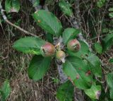 Malus sylvestris