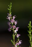 Calluna vulgaris. Веточка с цветками. Псковская обл., ок. 1 км к ю.-з. от дер. Лудони у шоссе М20, кустарничково-зеленомошный сосняк. 19.08.2015.