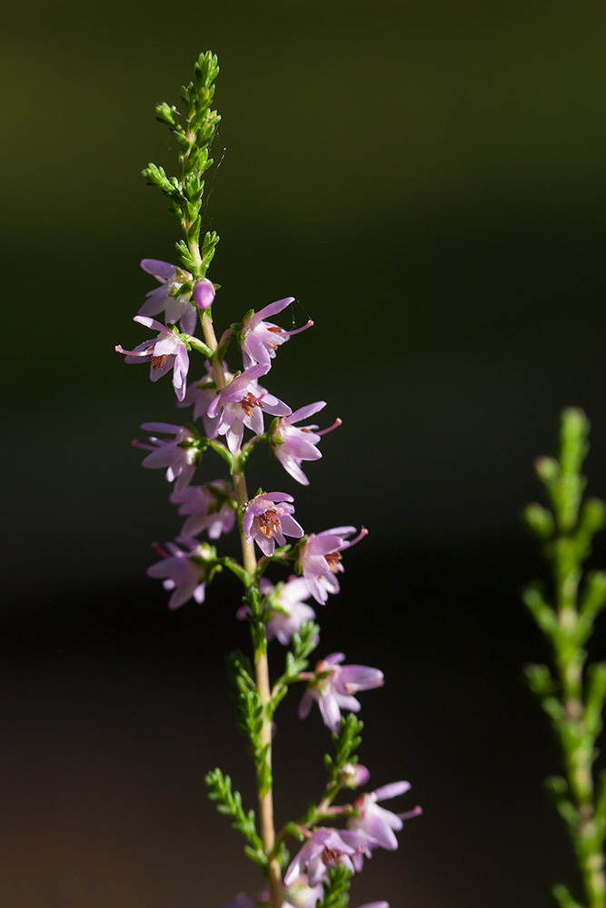 Image of Calluna vulgaris specimen.