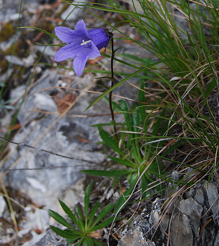 Изображение особи Campanula dasyantha.