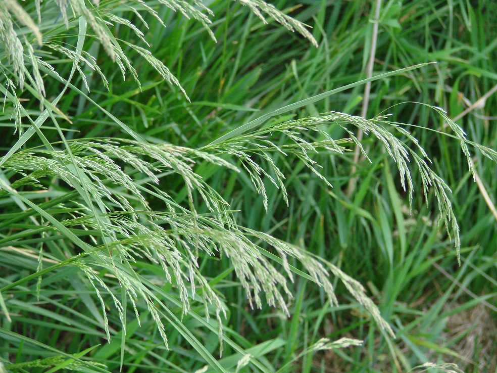 Image of Deschampsia cespitosa specimen.