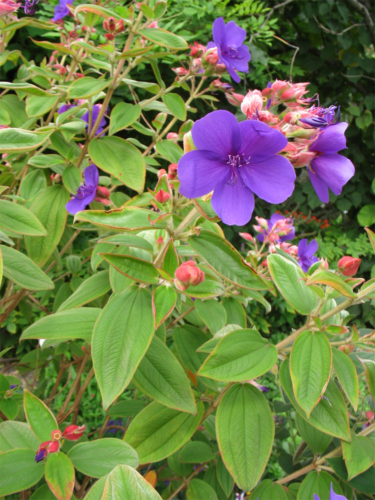 Image of Tibouchina urvilleana specimen.