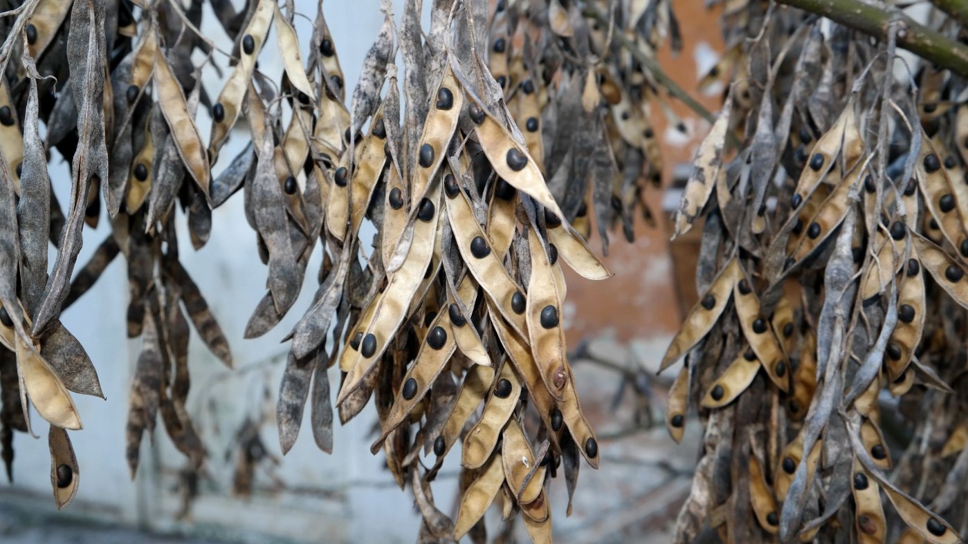 Изображение особи Laburnum anagyroides.