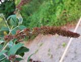 Buddleja davidii