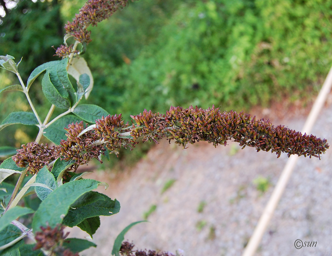 Image of Buddleja davidii specimen.