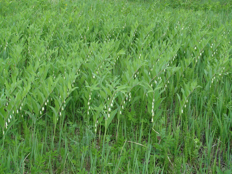 Image of Polygonatum odoratum specimen.