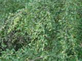 Betula microphylla