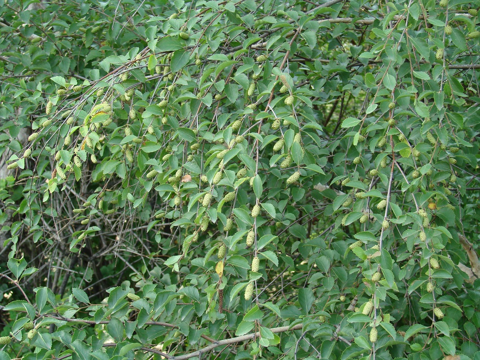Изображение особи Betula microphylla.