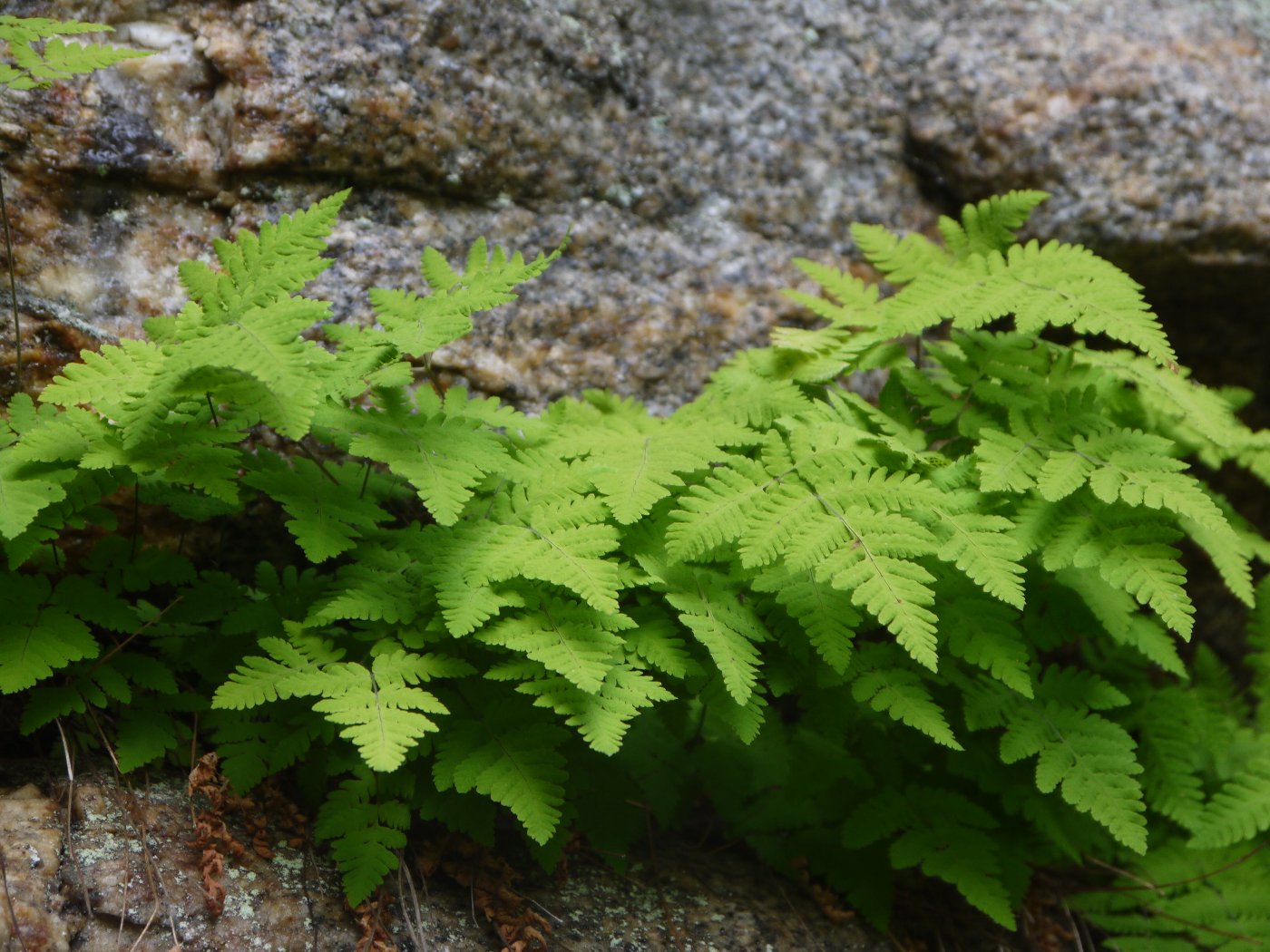 Изображение особи Gymnocarpium continentale.