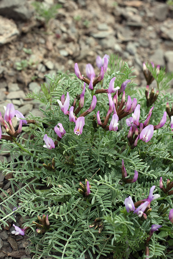 Image of Astragalus pachyrrhizus specimen.