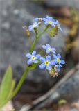 Myosotis palustris