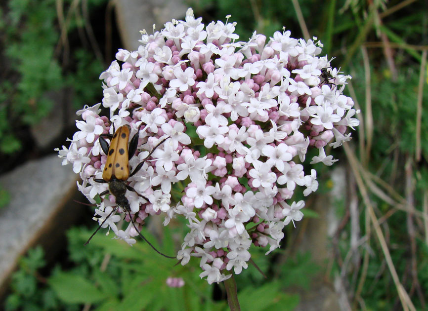 Изображение особи Valeriana alternifolia.