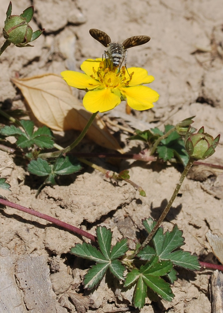 Image of Potentilla reptans specimen.