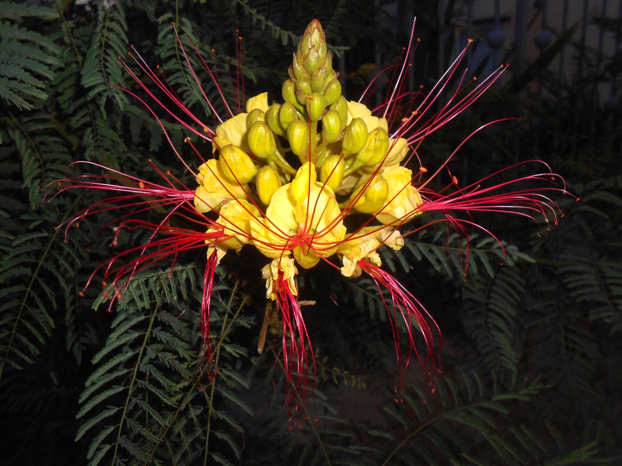 Изображение особи Caesalpinia gilliesii.