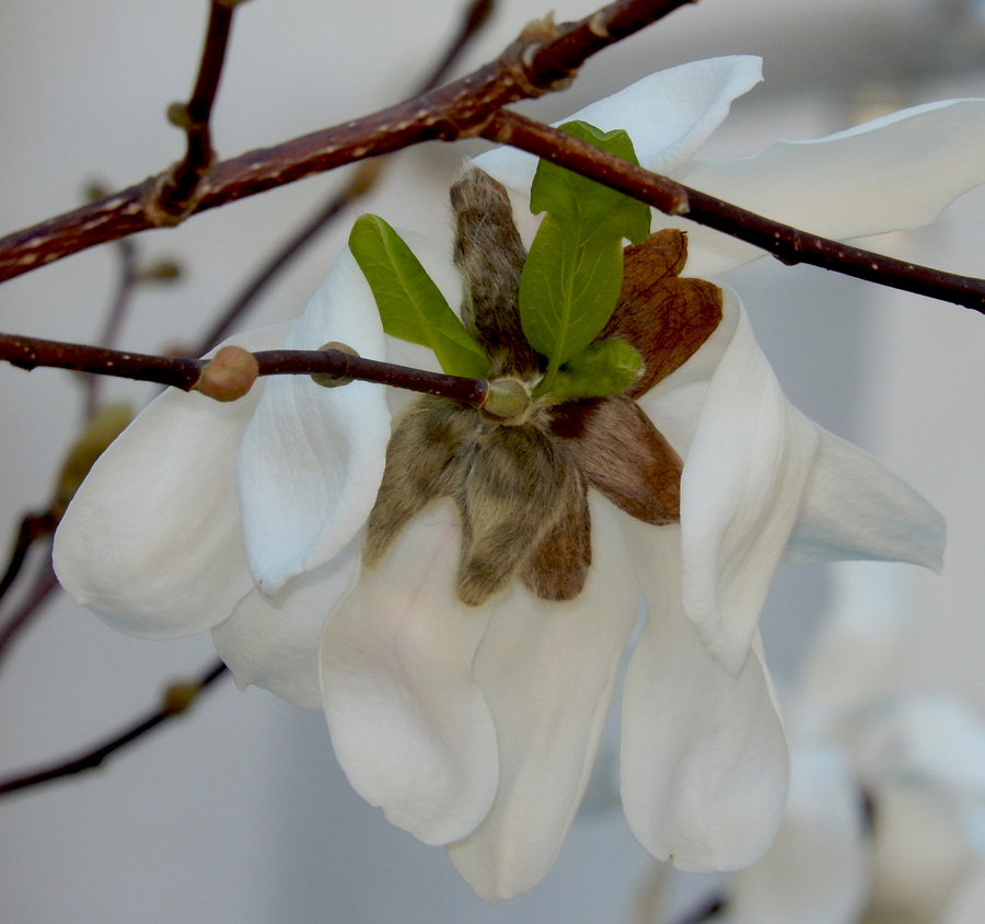 Image of Magnolia stellata specimen.