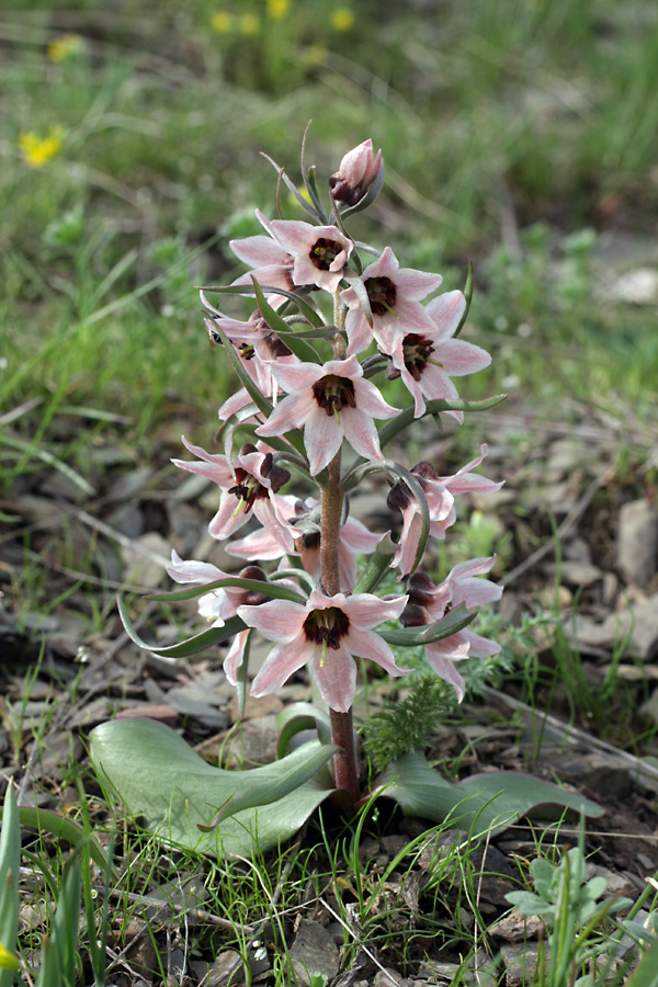 Изображение особи Rhinopetalum stenantherum.