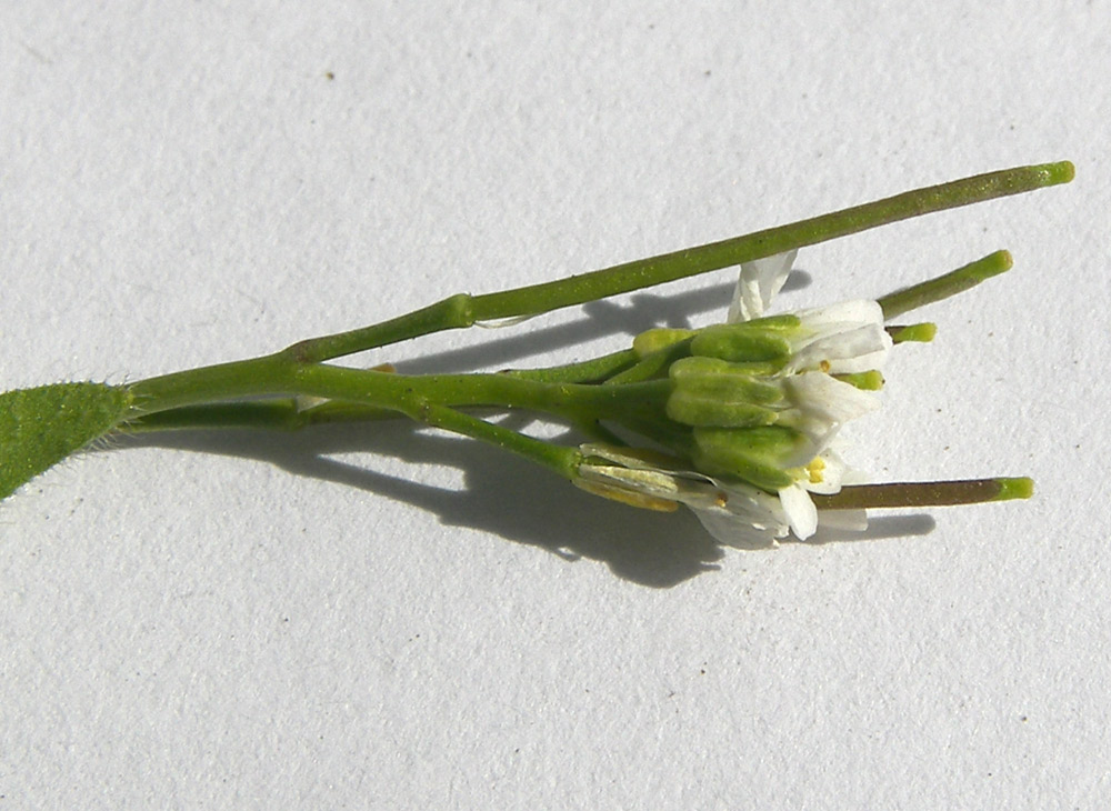 Image of Arabis auriculata specimen.