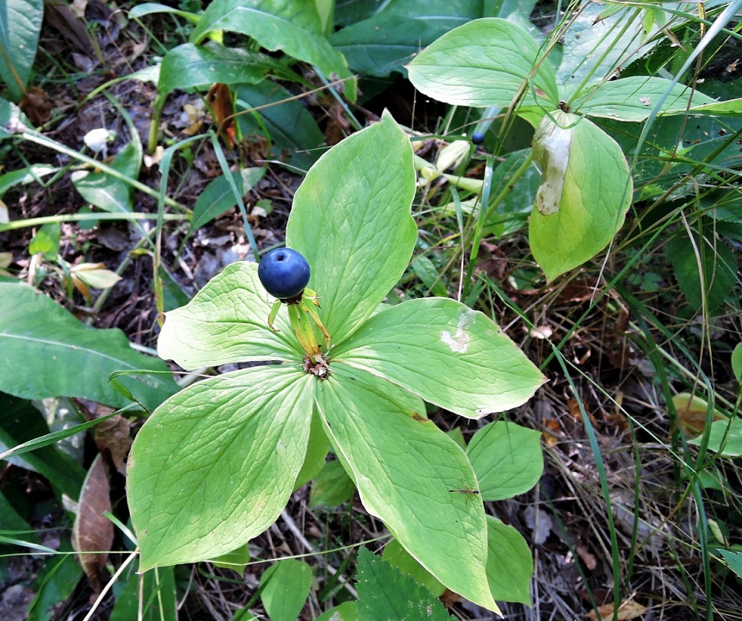 Image of Paris quadrifolia specimen.