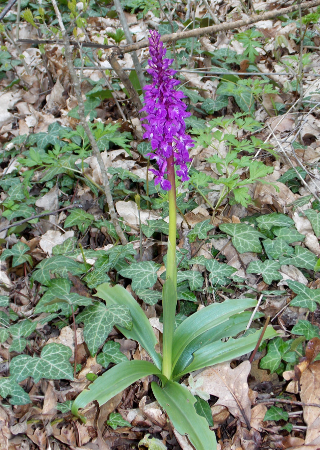 Изображение особи Orchis mascula.