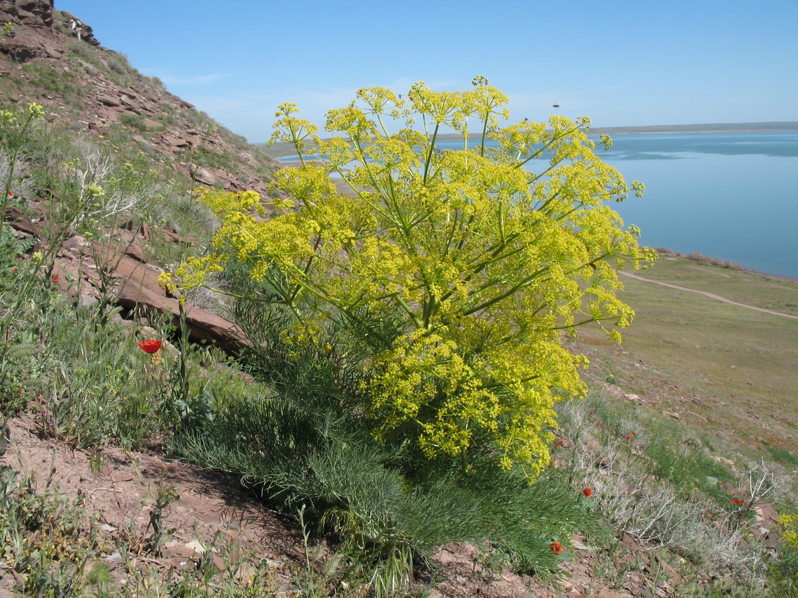 Image of Ferula varia specimen.