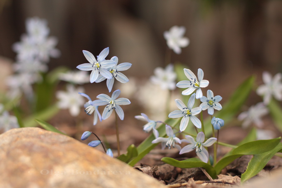 Изображение особи Scilla monanthos.