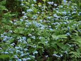 Myosotis alpestris