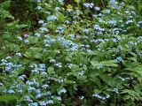 Myosotis alpestris