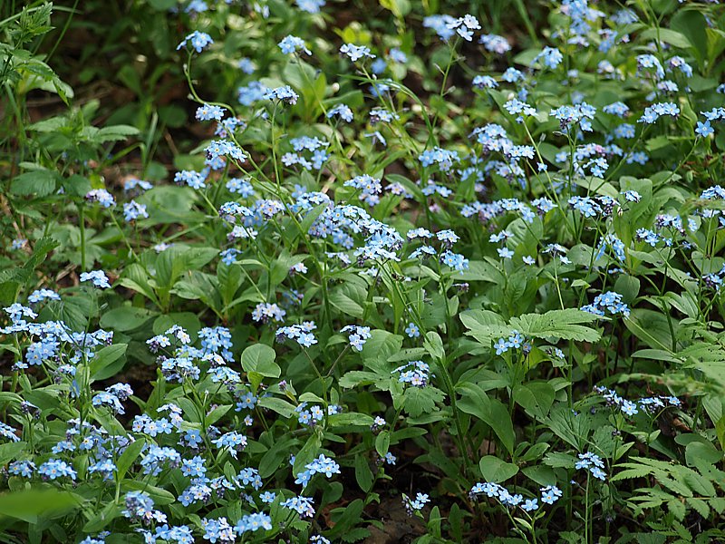 Image of Myosotis alpestris specimen.