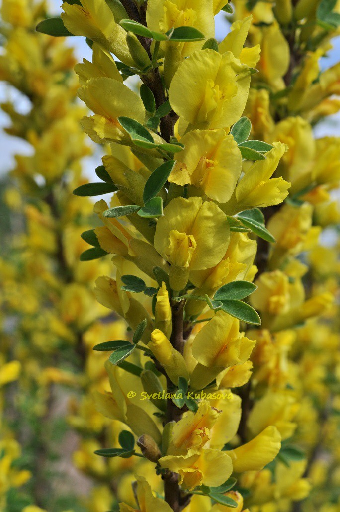 Image of Chamaecytisus ruthenicus specimen.