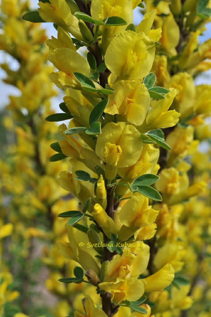 Изображение особи Chamaecytisus ruthenicus.