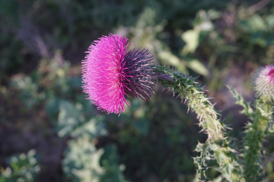 Изображение особи Carduus uncinatus.