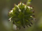 Calendula arvensis