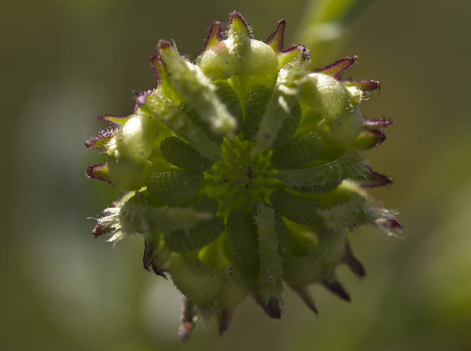 Image of Calendula arvensis specimen.