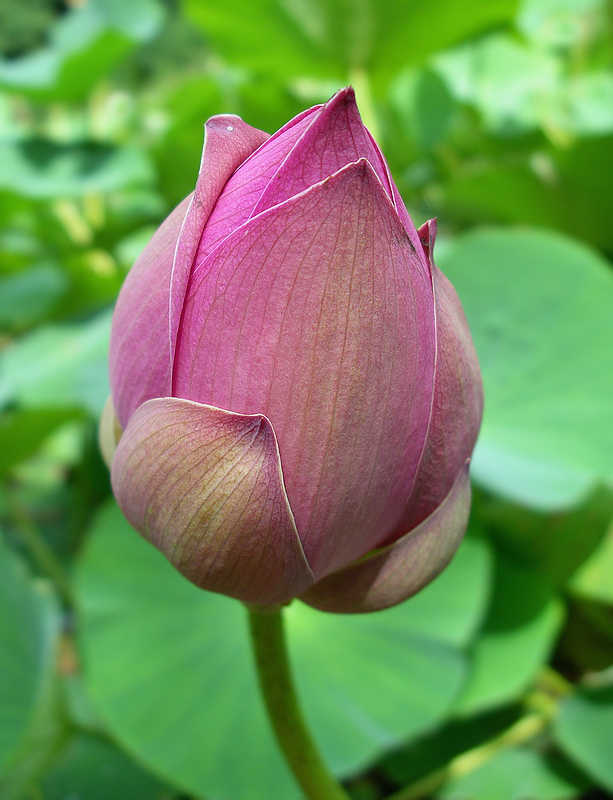 Изображение особи Nelumbo komarovii.