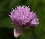 Allium schoenoprasum