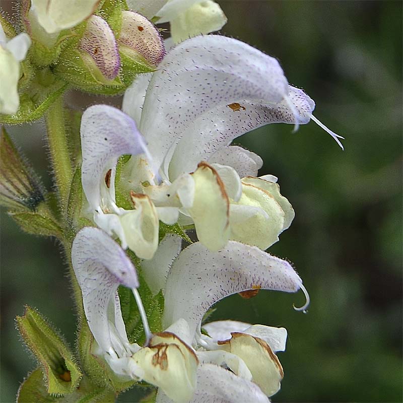 Image of Salvia verbascifolia specimen.