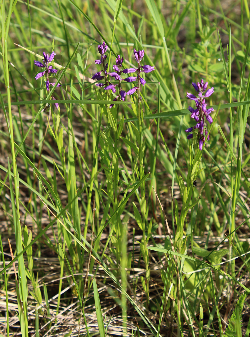 Изображение особи Polygala comosa.