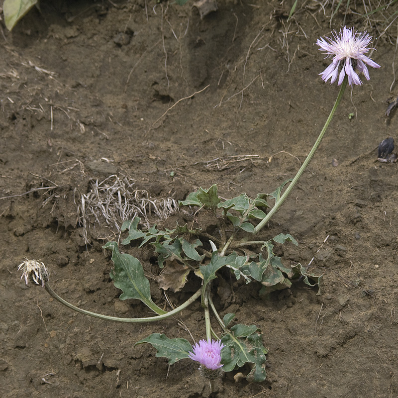 Изображение особи Psephellus leucophyllus.