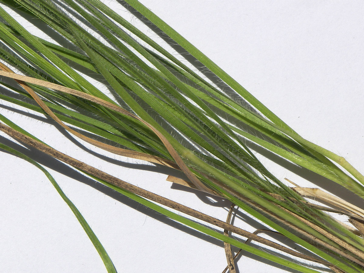 Image of Chrysopogon gryllus specimen.
