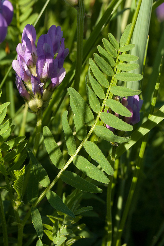 Изображение особи Astragalus danicus.