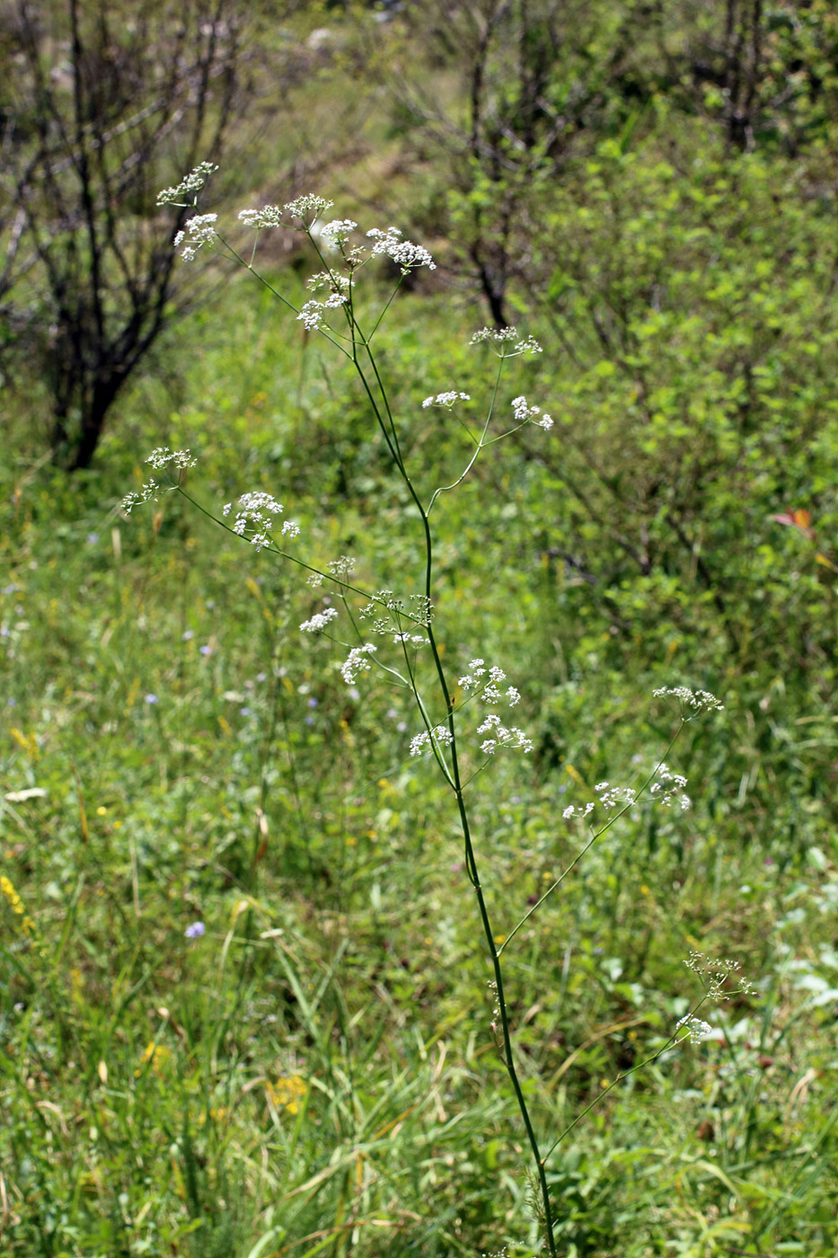 Image of Elaeosticta ugamica specimen.
