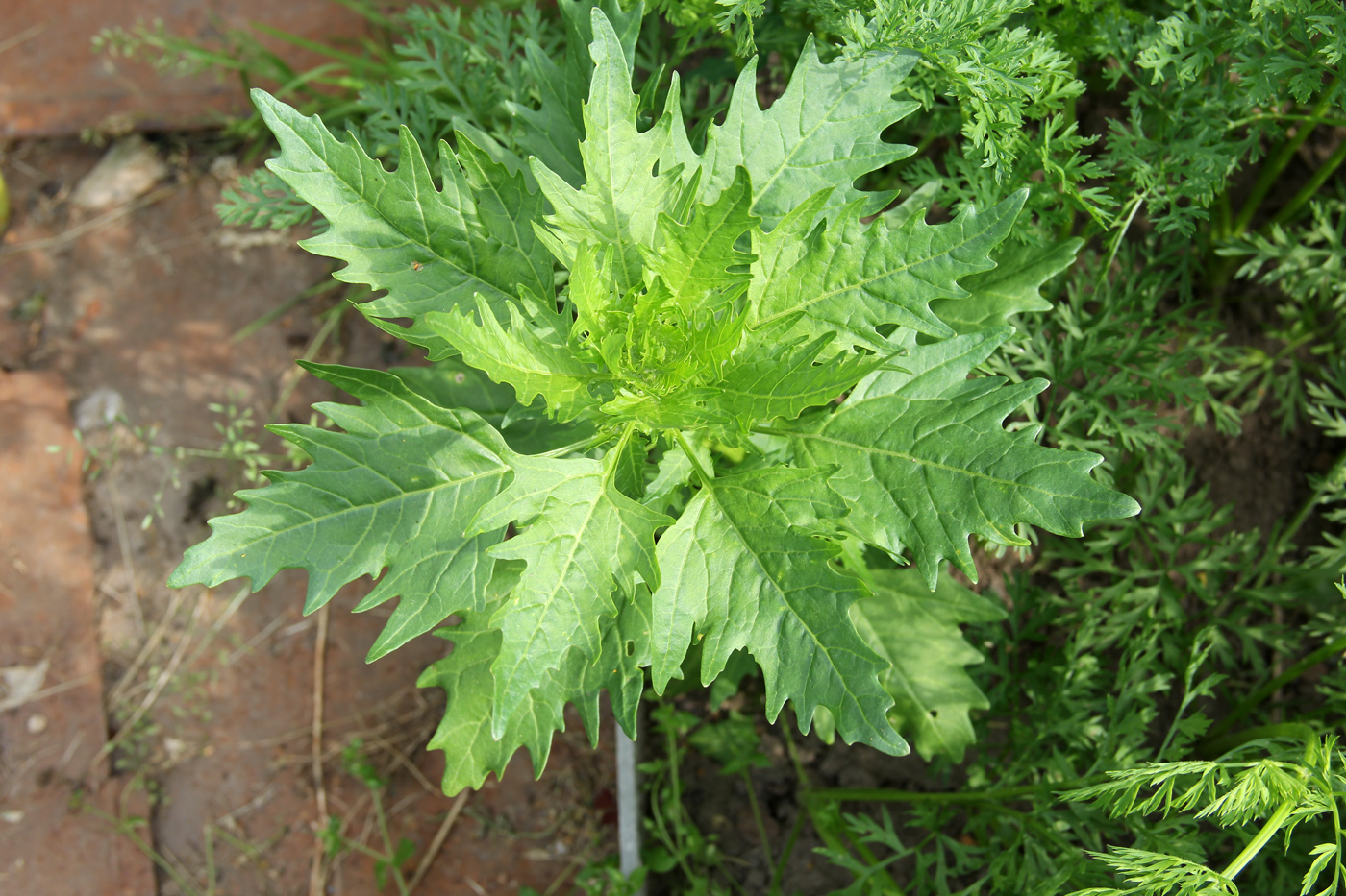 Image of Oxybasis rubra specimen.