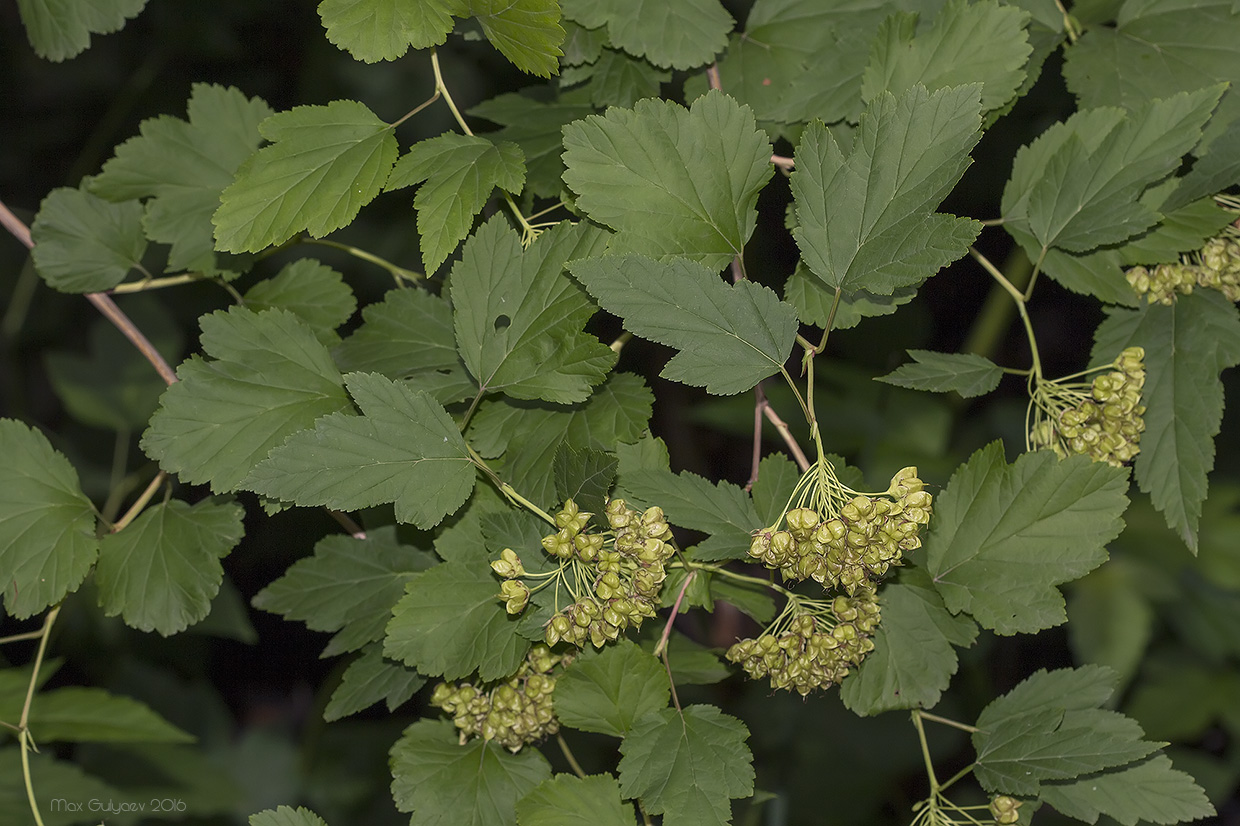 Изображение особи Physocarpus opulifolius.