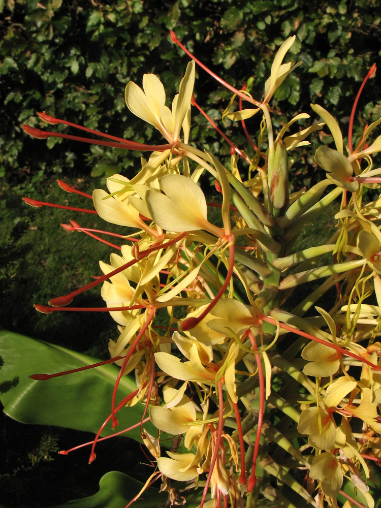 Image of Hedychium gardnerianum specimen.