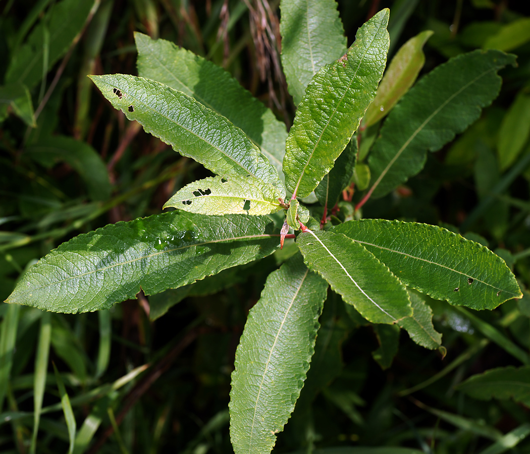 Изображение особи Salix cinerea.