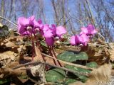 Cyclamen coum