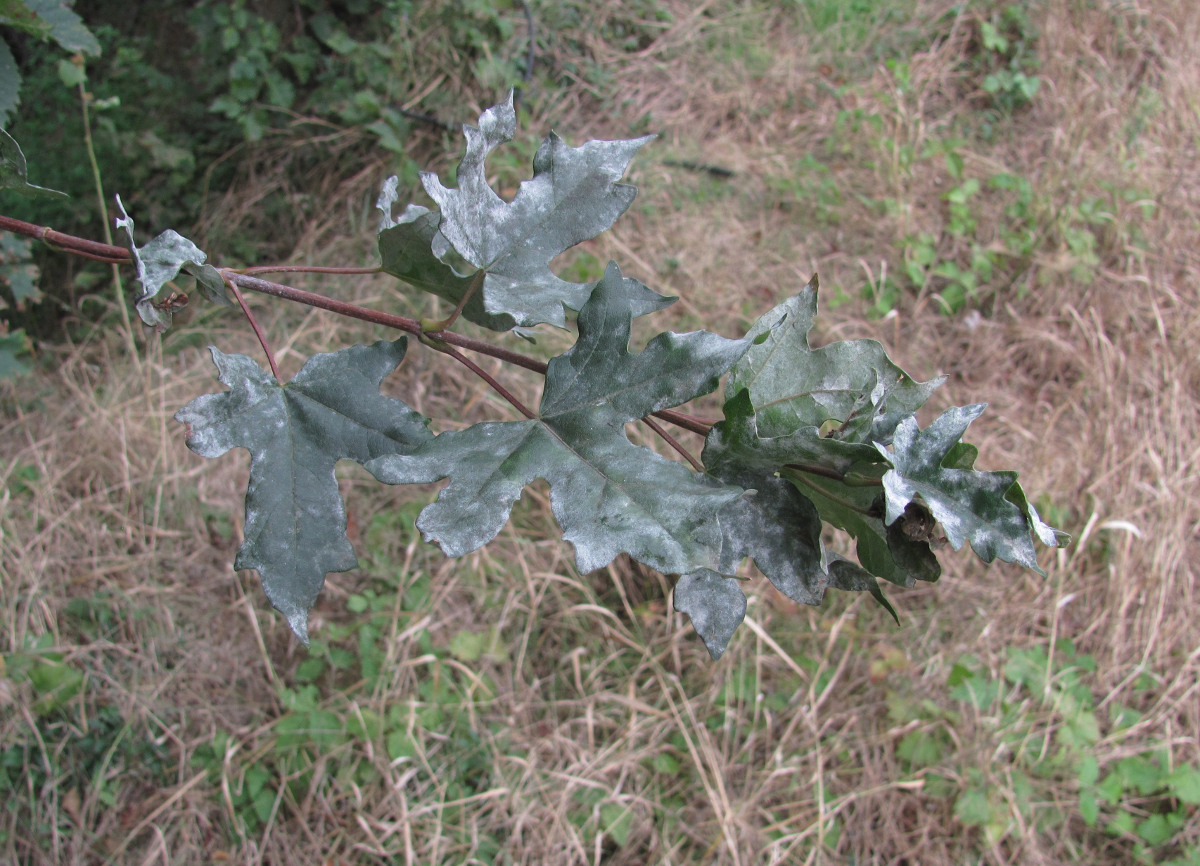 Image of Acer campestre specimen.